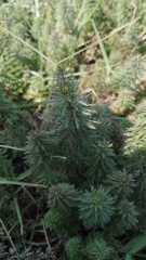 Limnophila indica