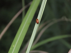 Coptocephala pallens