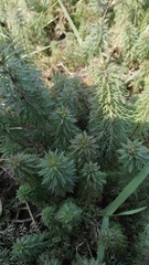 Limnophila indica