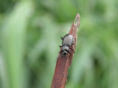 Agonum fuliginosum