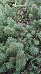 Limnophila indica