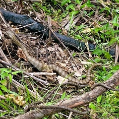 Acanthophis antarcticus