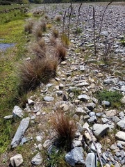 Carex buchananii