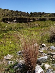 Carex buchananii
