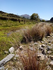 Carex buchananii
