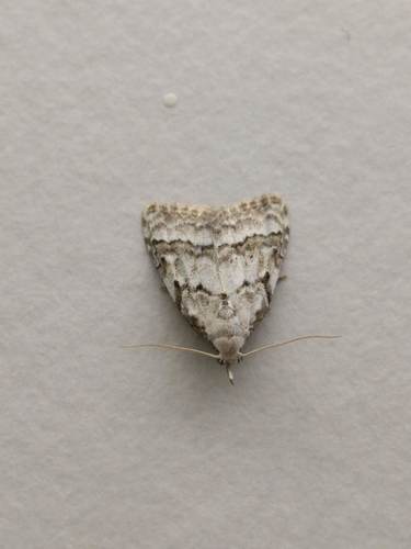 Scarce Black Arches, Schiermonnikoog, Friesland, Netherlands, photo 8 of 10