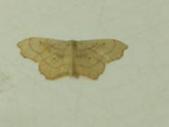 Idaea emarginata