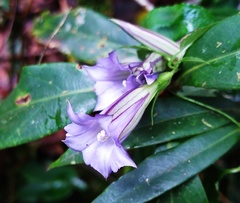 Tripterospermum lanceolatum