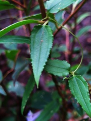 Tripterospermum lanceolatum