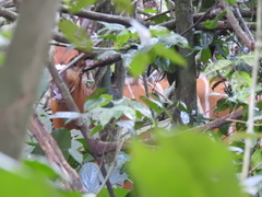 Tragelaphus eurycerus eurycerus