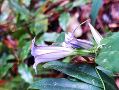 Tripterospermum lanceolatum