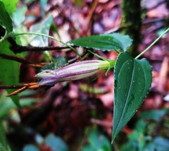 Tripterospermum lanceolatum