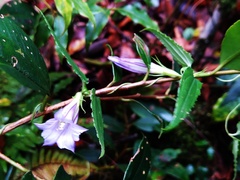 Tripterospermum lanceolatum