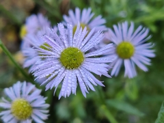 Erigeron
