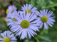 Erigeron
