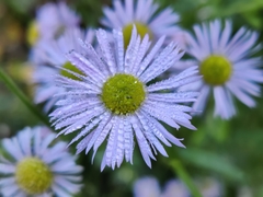 Erigeron
