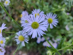 Erigeron