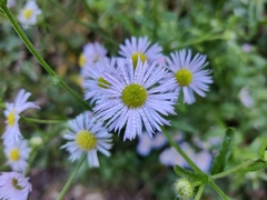 Erigeron