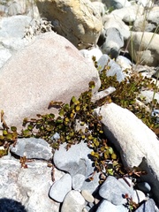 Epilobium microphyllum