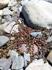 Epilobium microphyllum