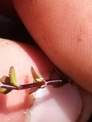Epilobium microphyllum