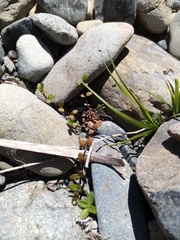 Epilobium microphyllum
