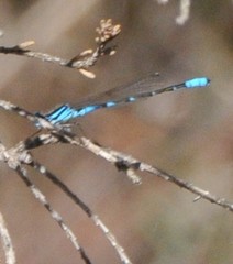 Austroagrion cyane