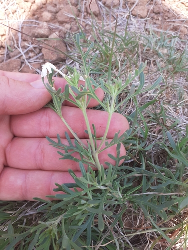 Image of Chascanum pinnatifidum by (c) Brian du Preez, some rights reserved (CC BY-SA)