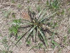 Ledebouria apertiflora