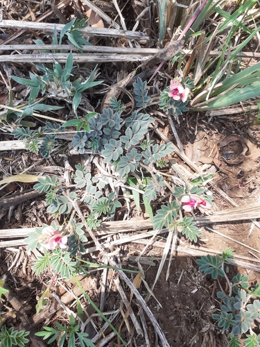 Image of Indigofera alternans by (c) Brian du Preez, some rights reserved (CC BY-SA)