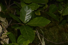 Ficus fraseri