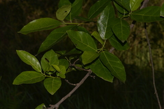 Ficus fraseri