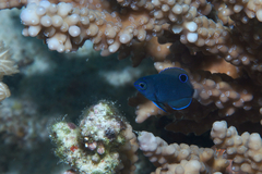 Pomacentrus trichrourus