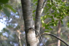 Ficus fraseri