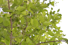 Ficus fraseri