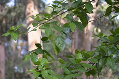 Ficus fraseri
