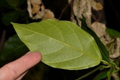 Ficus fraseri