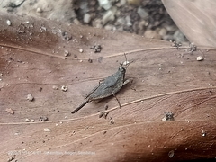 Systolederus cinereus