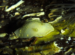Cadlina laevis