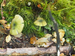 Entoloma rodwayi