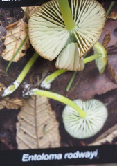 Entoloma rodwayi