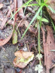 Dindymus circumcinctus