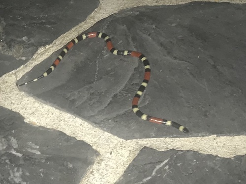 Balsan Coralsnake (Micrurus laticollaris)