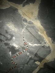 Micrurus laticollaris