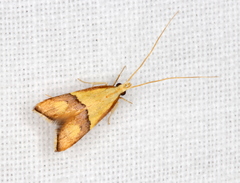 Crocanthes prasinopis