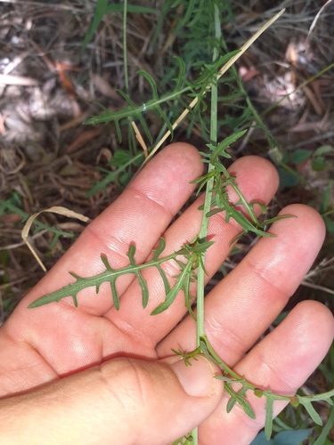 Image of Sisymbrium capense by (c) Brian du Preez, some rights reserved (CC BY-SA)