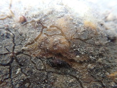 Timea aurantiaca