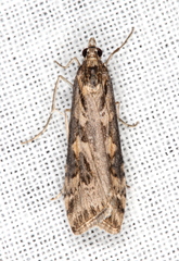 Nomophila corticalis