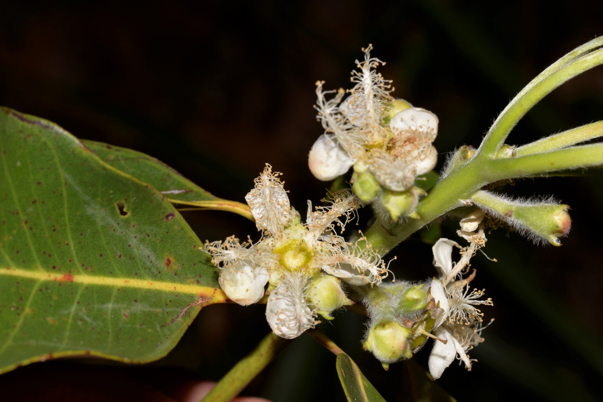 Lophostemon confertus