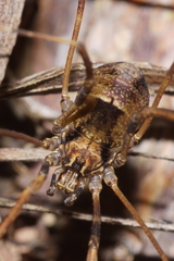 Forsteropsalis inconstans